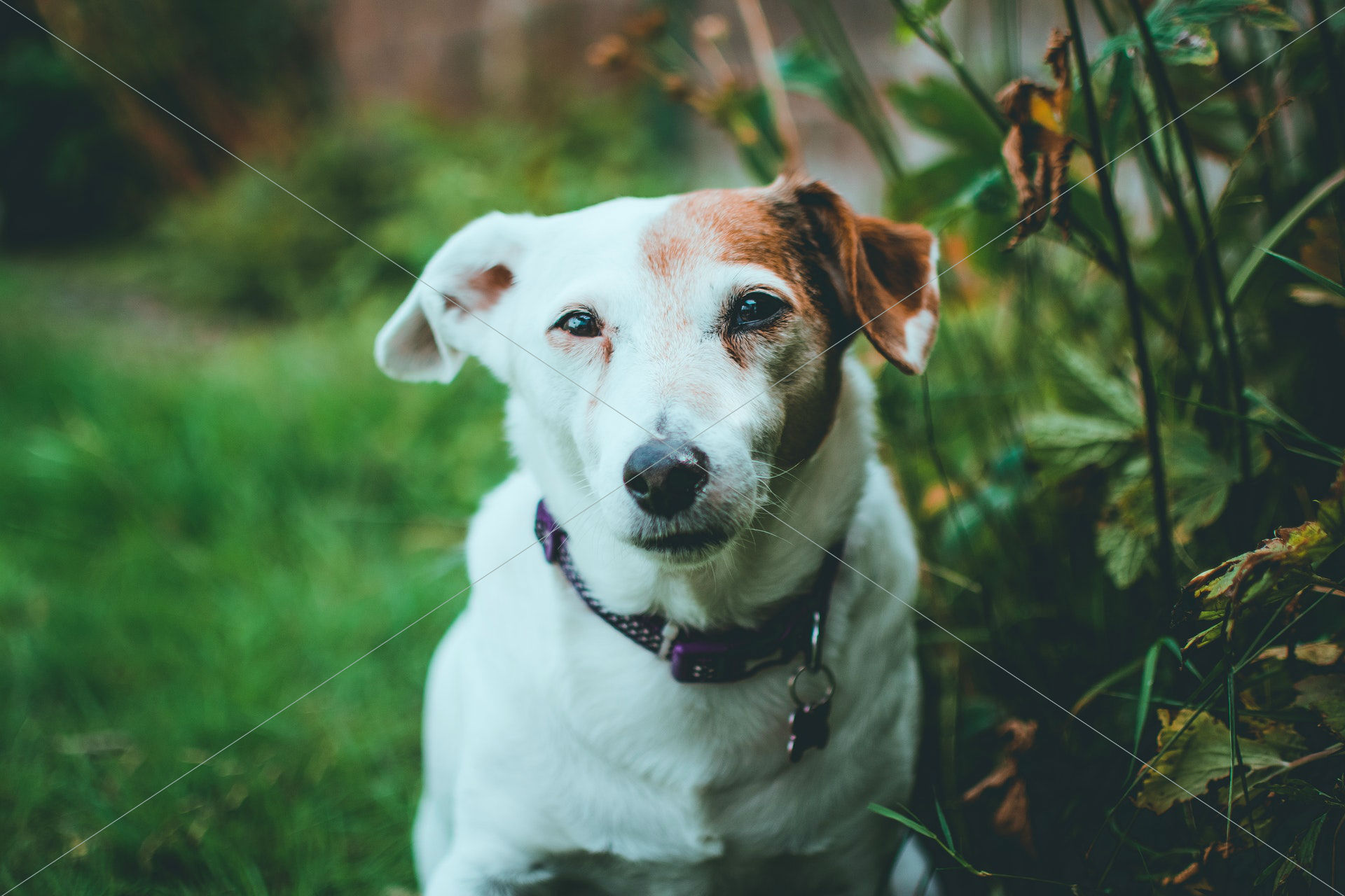 adorable animal dog