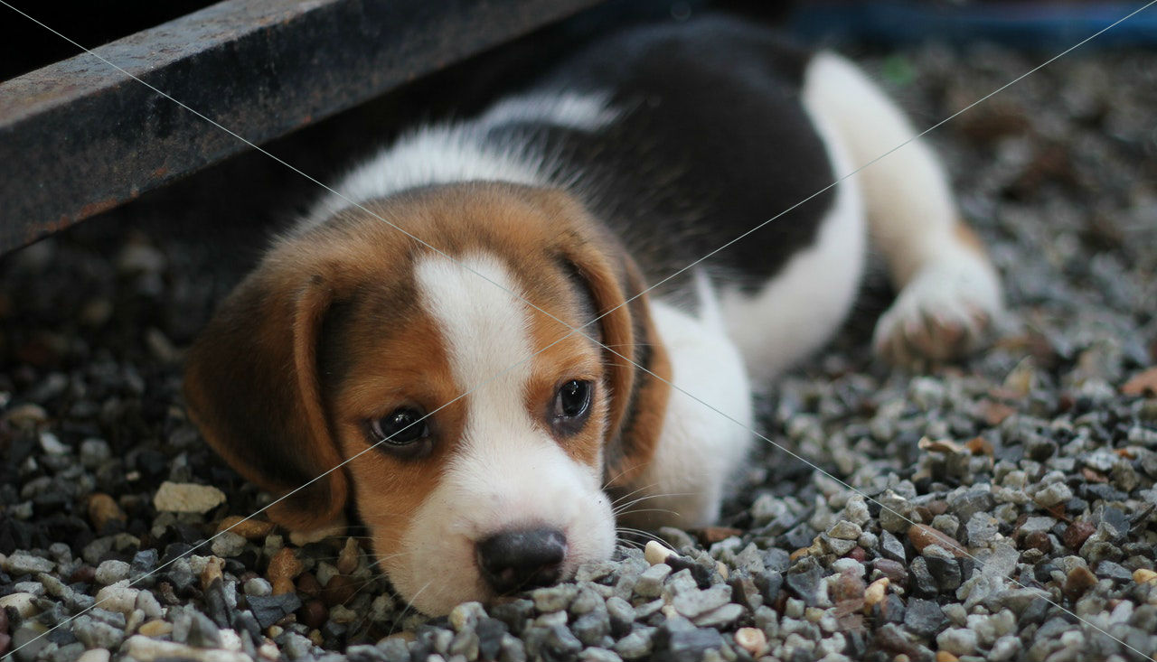 animal beagle canine