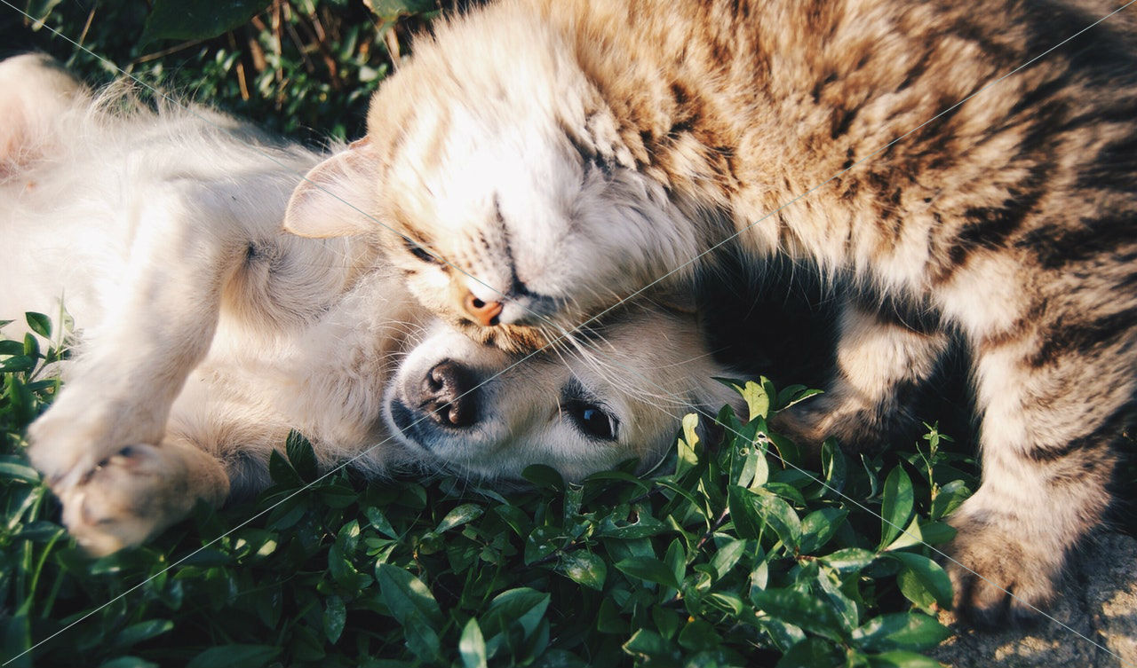 animal cat cute