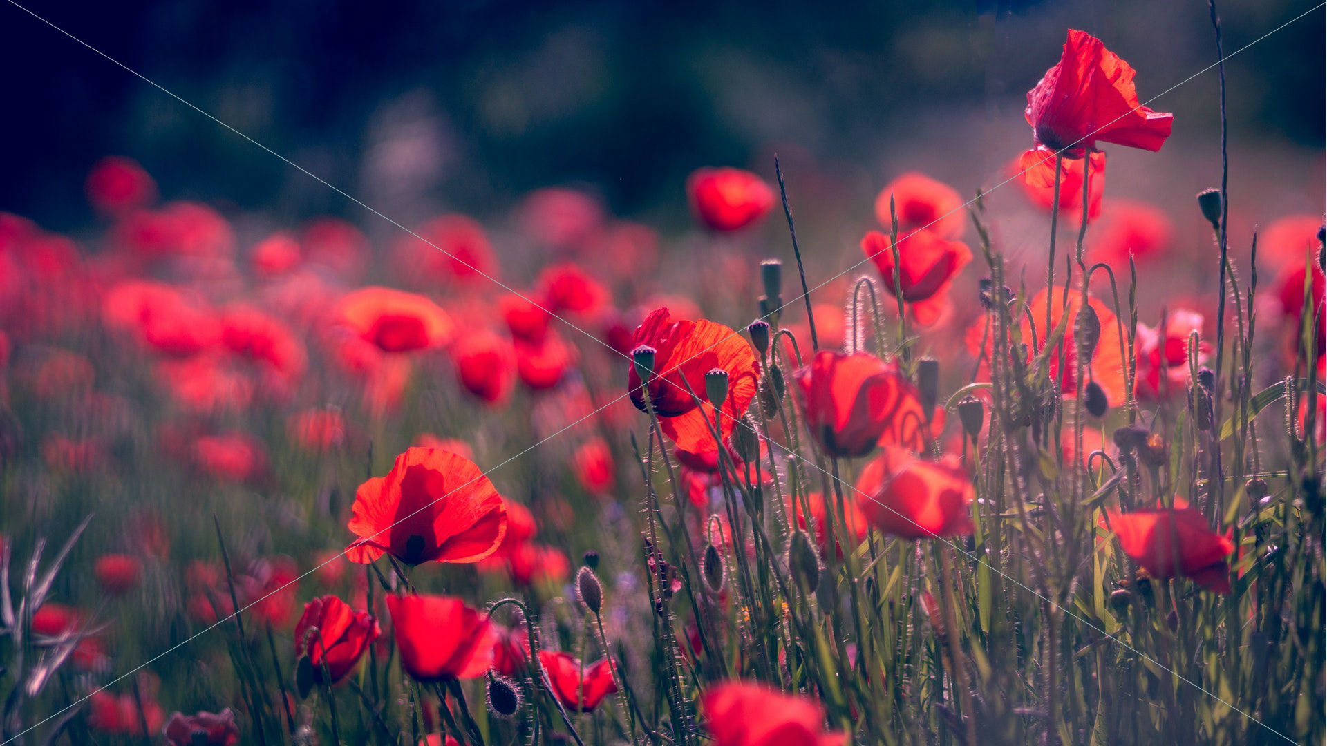 beautiful flowers blooming blurred background