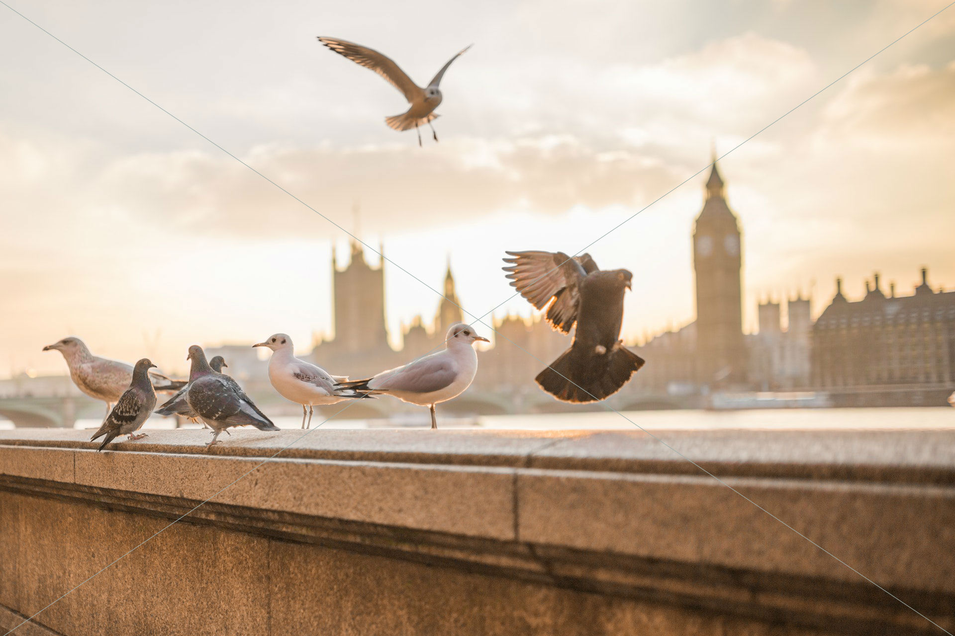 birds flying london