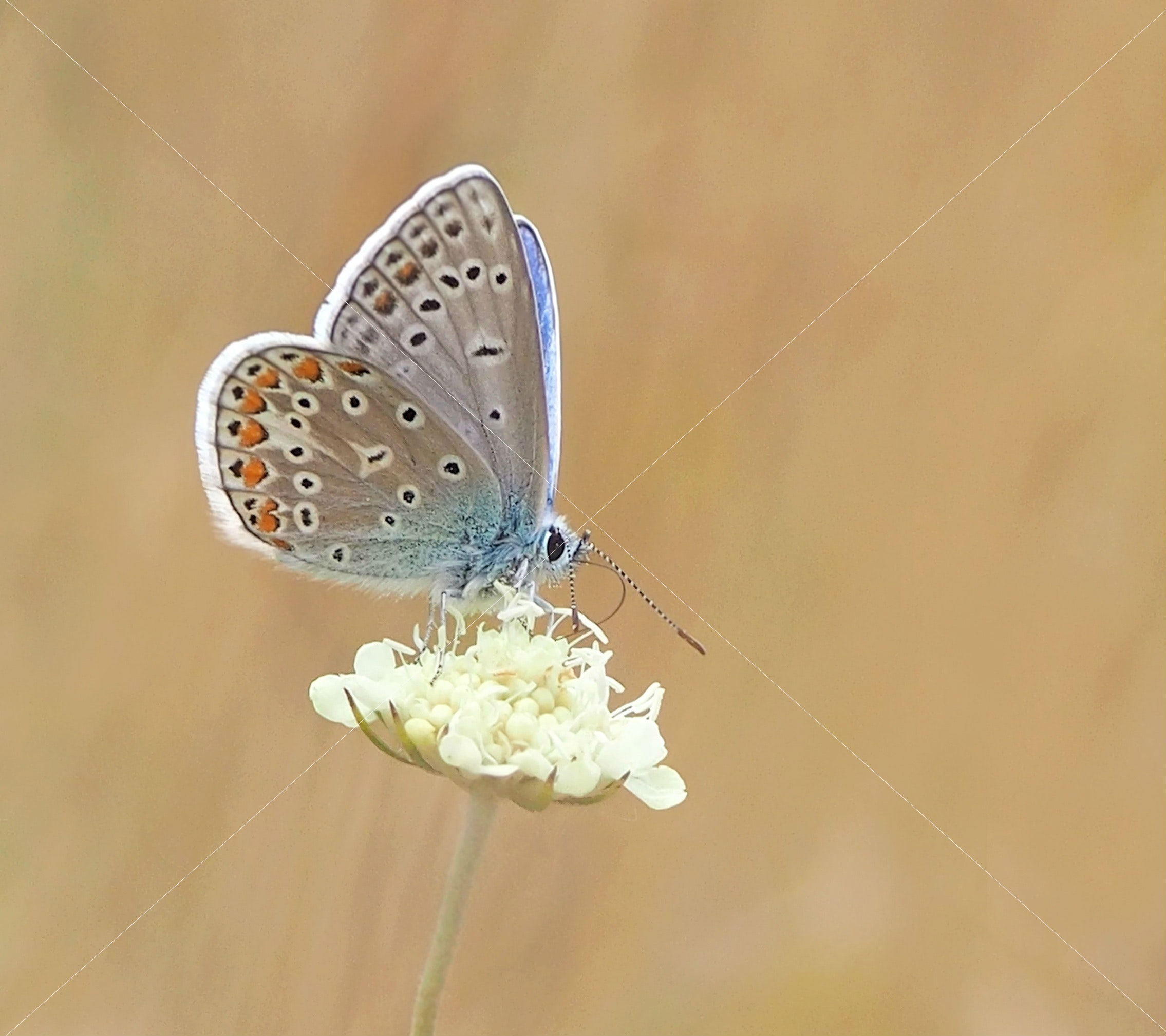 bloom blossom butterfly