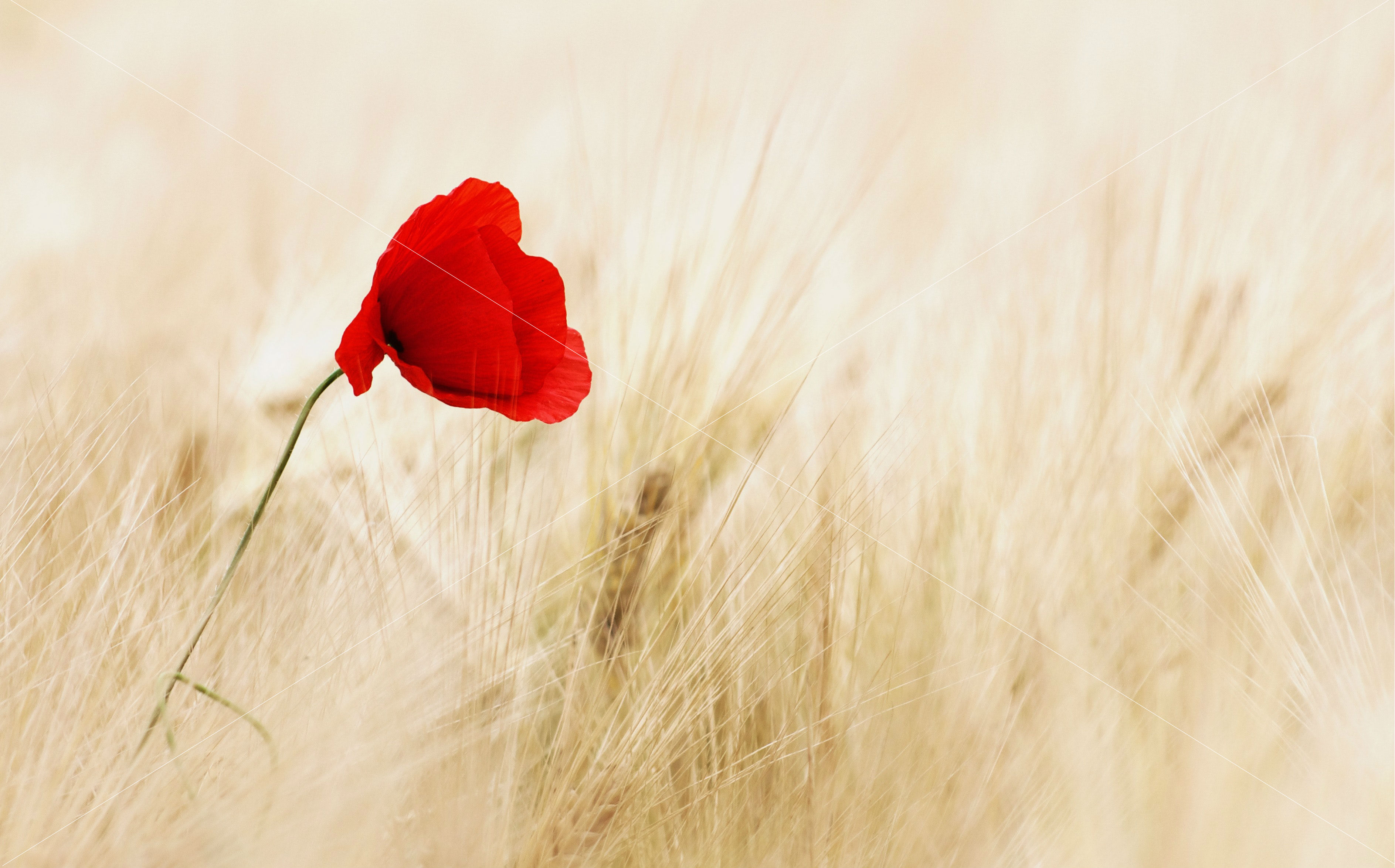 bloom blossom field