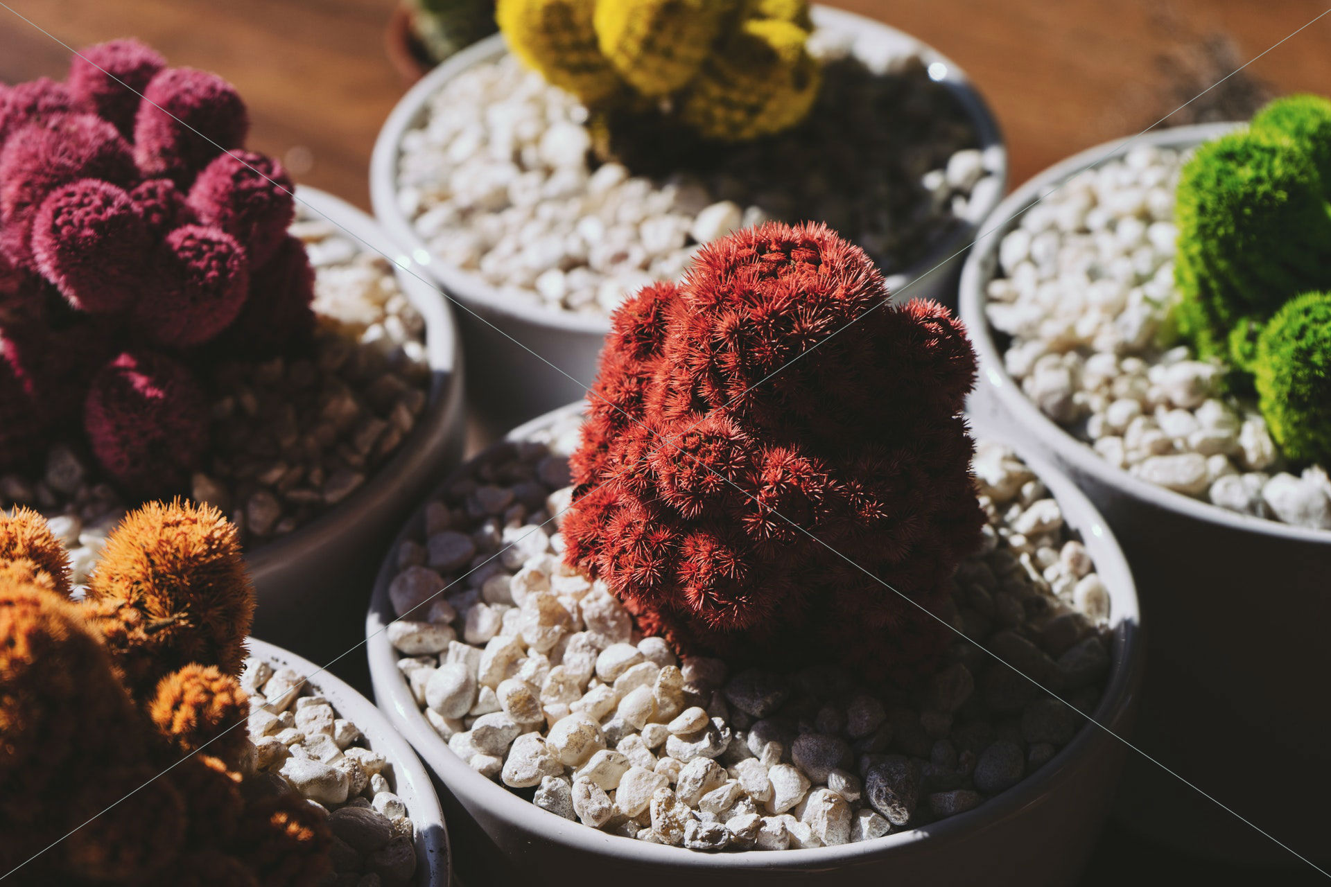 bonsai botanical cactus