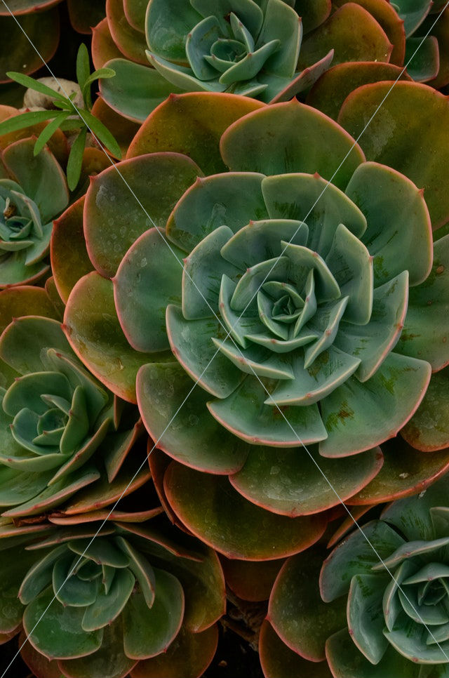 botanical cacti cactus