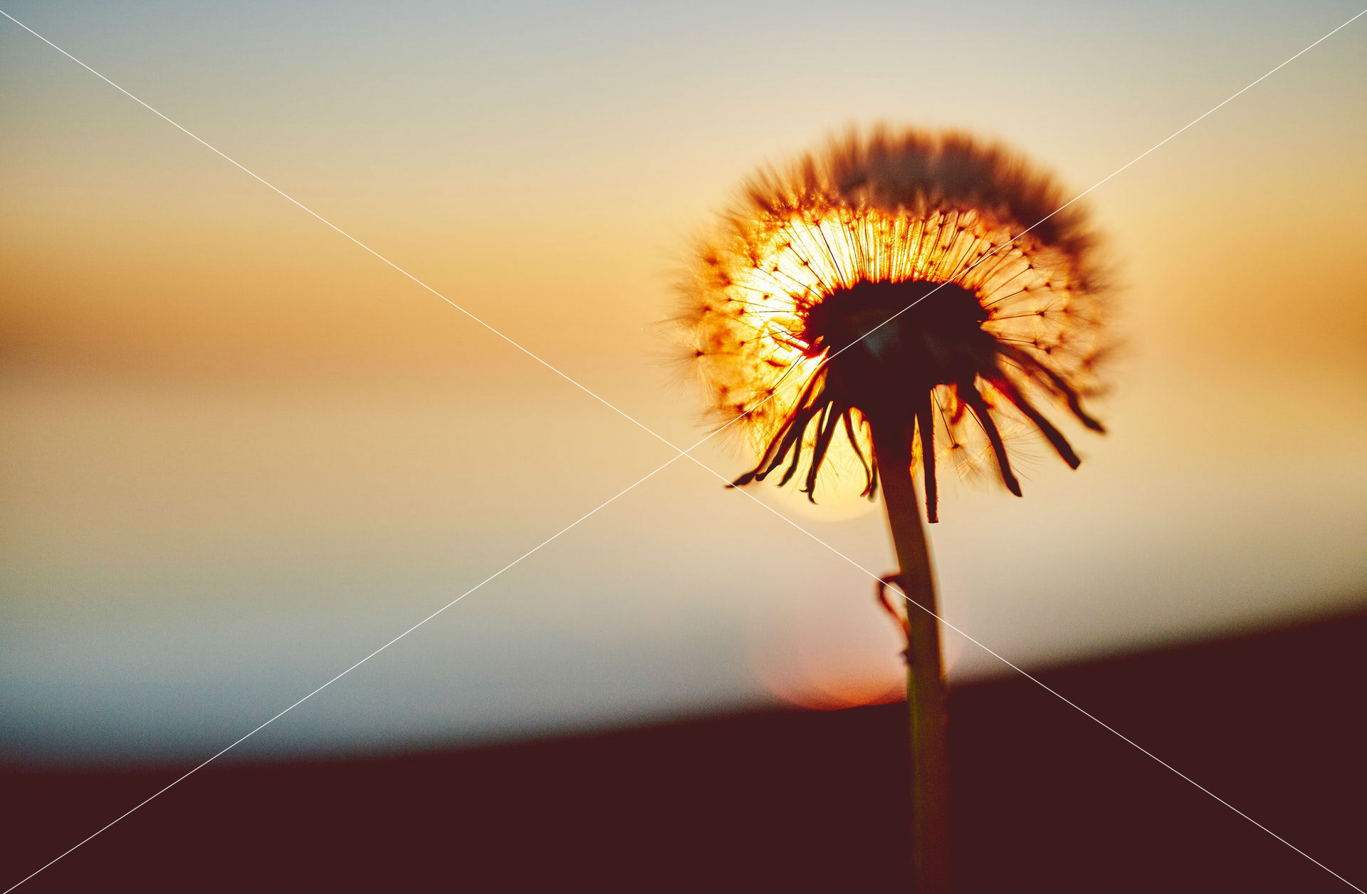 dandelion flower sunset