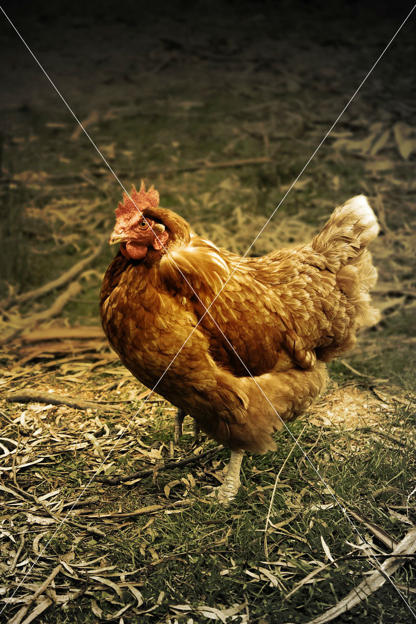 hen