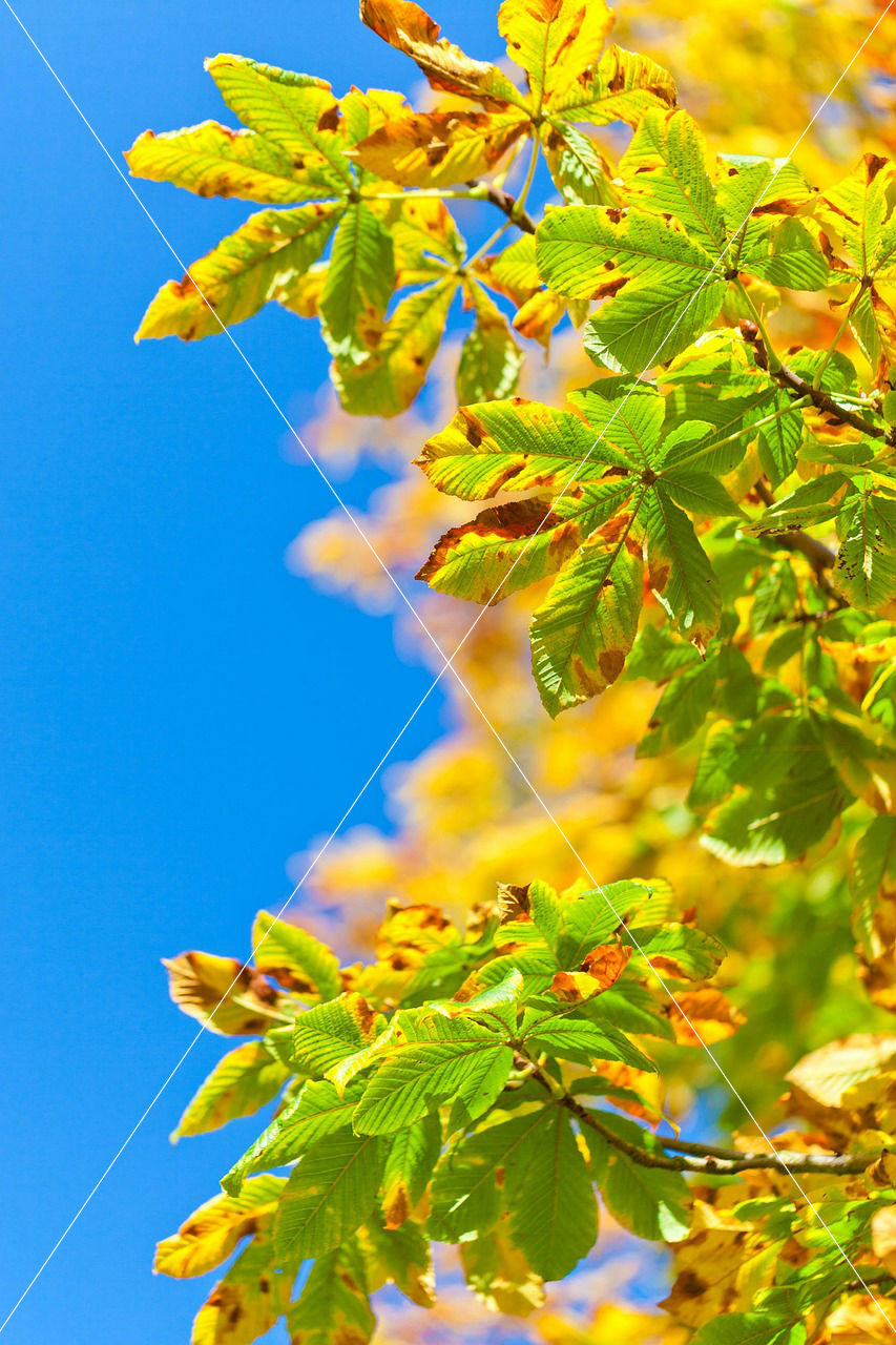 horse chestnut tree