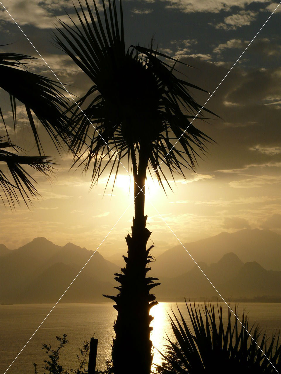palm