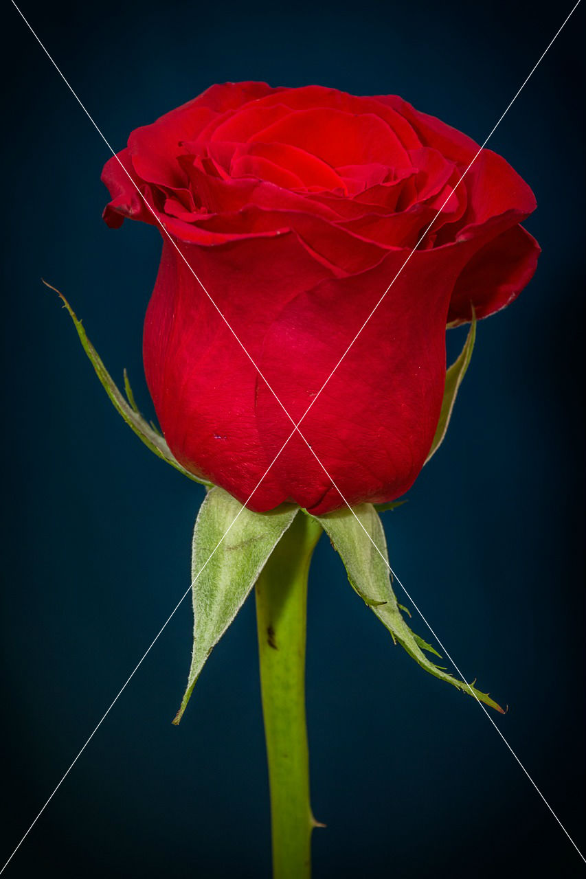 rose